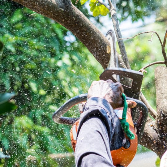 tree-trimming-plainfield